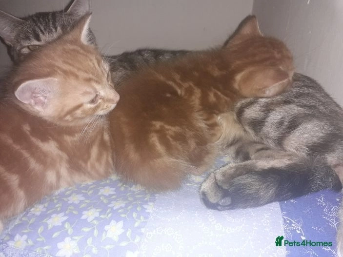 Two shorthaired ginger kittens for sale in Hemel Hempstead Pets4Homes
