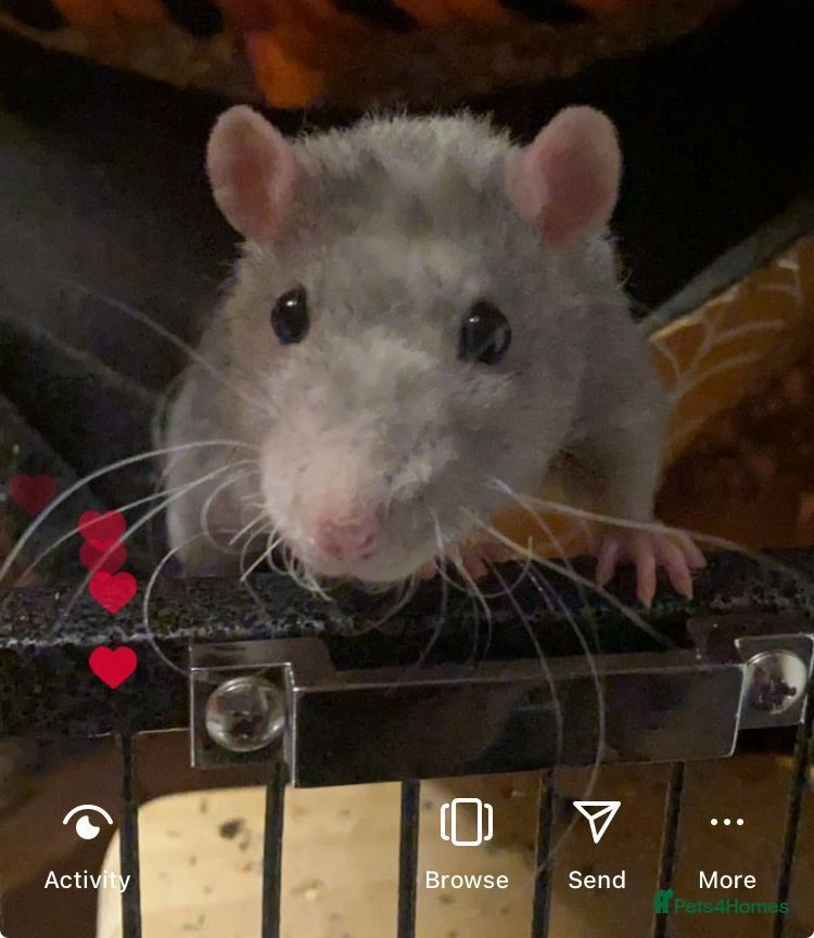 Rat rodents for sale | Pets4Homes