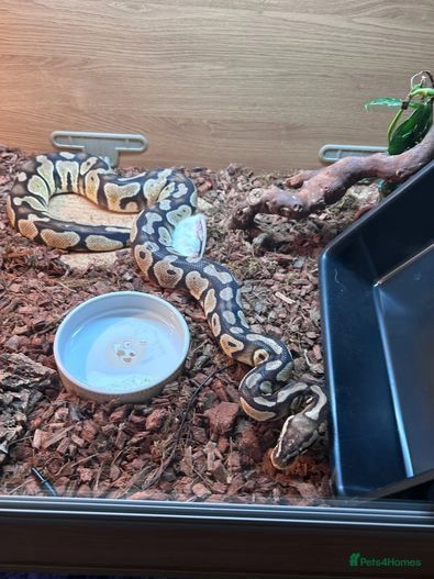 Ball python and vivarium 4x2x2 for sale in Northwich | Pets4Homes
