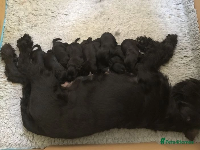 Giant schnauzer puppies for sale in Horley Pets4Homes