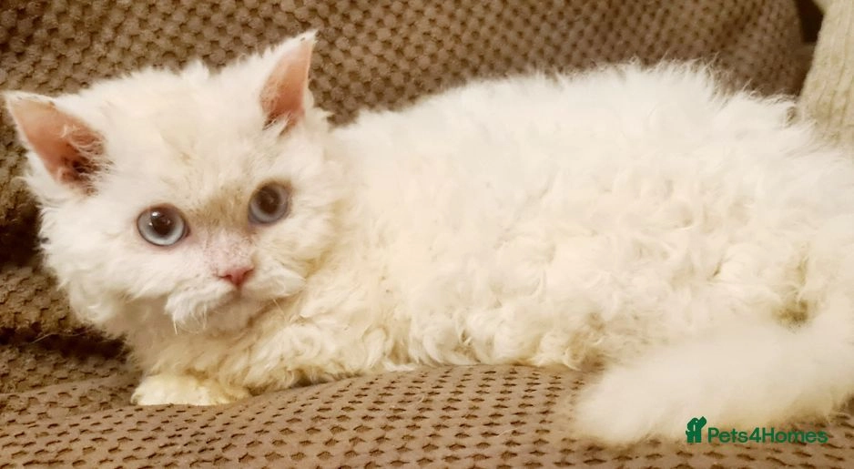 Stunning Munchkins for sale in London Pets4Homes