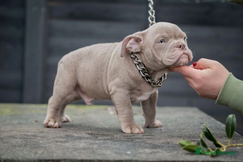 NANO BULLIES Wakefield Pets4Homes