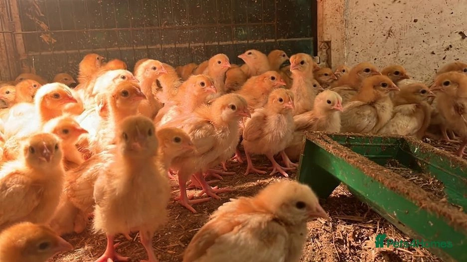 Female Bovan Brown Chicks | Peterborough | Pets4Homes