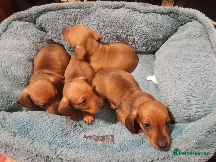 dachshund puppies for sale in Harlow Pets4Homes