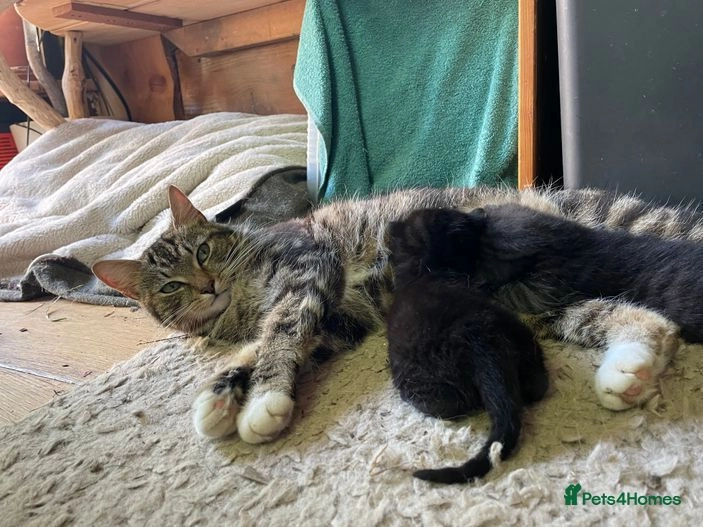 Male grey/black tabby kittens for sale in Wadebridge Pets4Homes