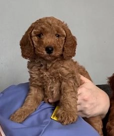 Miniature Poodle dogs for sale in Blackpool Airport, Blackpool - Advert 1