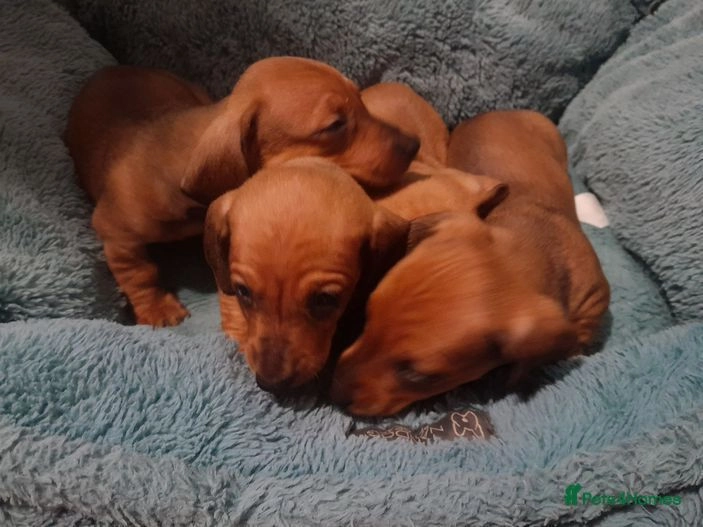 dachshund puppies for sale in Harlow Pets4Homes