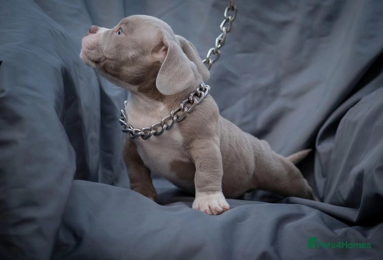 NANO BULLIES Wakefield Pets4Homes