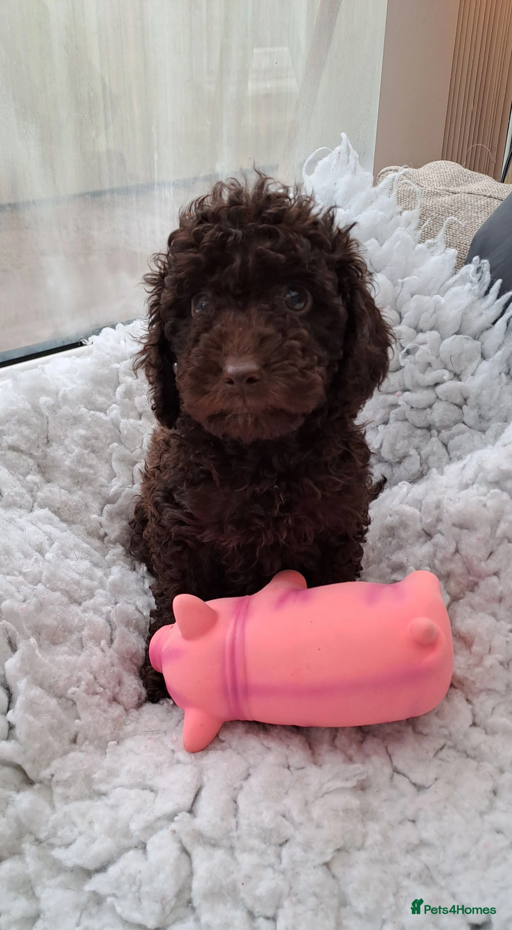 Pets4homes hotsell toy poodle