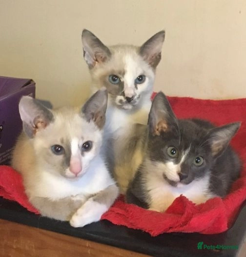 Stunning Siamese Oriental Kittens for sale in Bucknell Pets4Homes