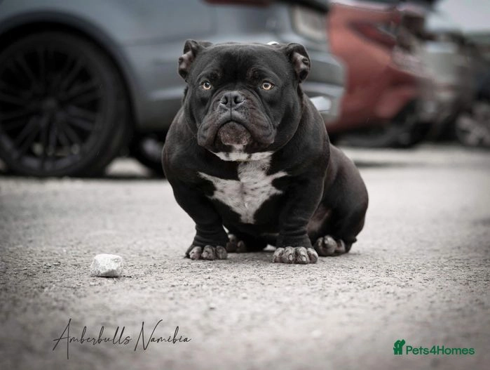 NANO BULLIES Wakefield Pets4Homes