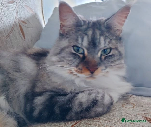 Maincoon x kurilian bobtail for sale in Batley Pets4Homes