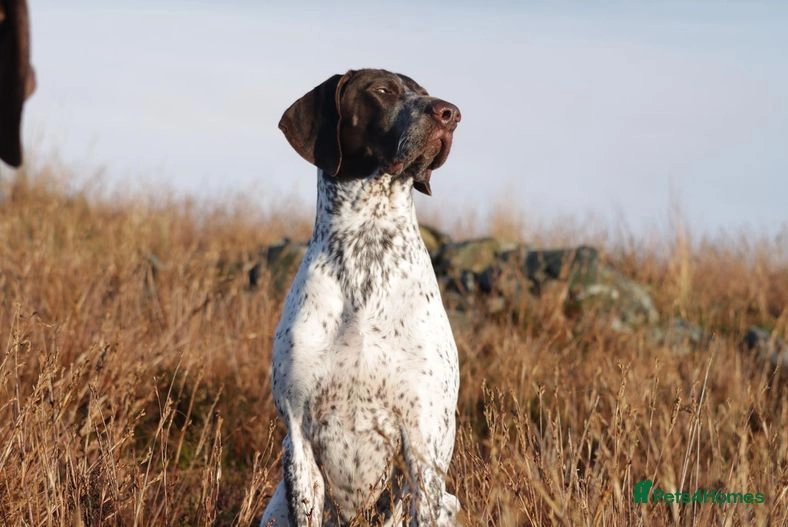 German Shorthaired Pointer dogs for stud: Outstanding example of a working Gsp - in Abbeystead, Lancaster - Image 4