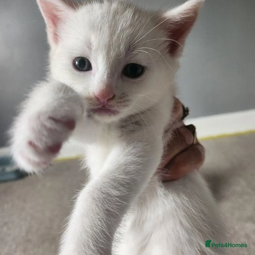 Mix bengal kittens one rare white bengal for sale in Worcester Pets4Homes