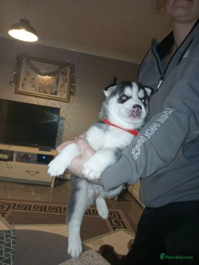 Siberian husky puppies | Spennymoor | Pets4Homes