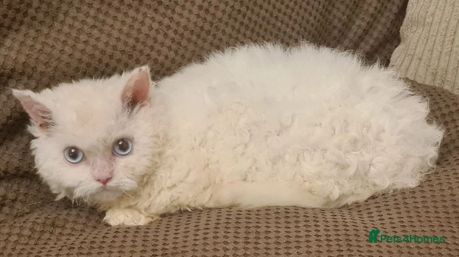 Stunning Munchkins for sale in London Pets4Homes