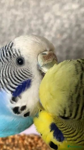 English budgies 2024 for sale