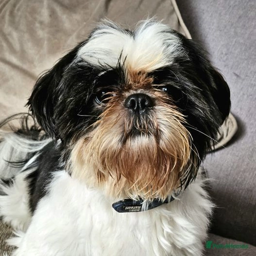 Shih tzu puppy for sale Newcastle Pets4Homes