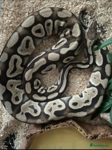 Ball python with set up for sale in Stockport | Pets4Homes