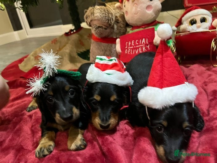 Black and Tan Mini Long haired Dachshund for sale in Ashford Pets4Homes