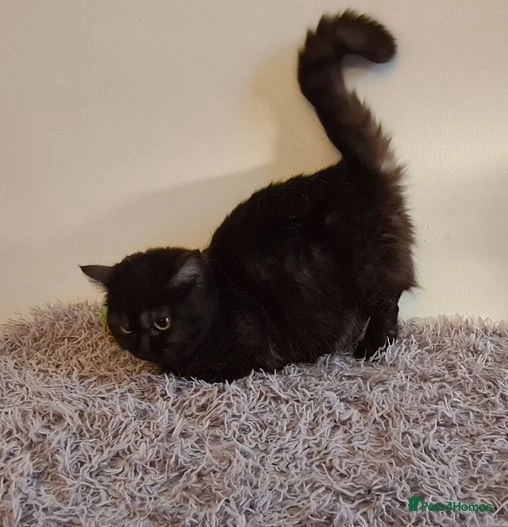 Stunning Munchkins for sale in London Pets4Homes