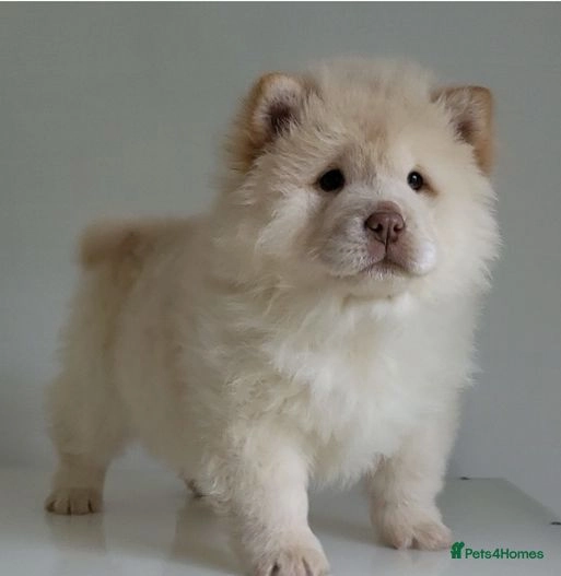 Smooth and rough coat merle chow chows Derby Pets4Homes