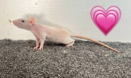 Rat rodents for sale | Pets4Homes