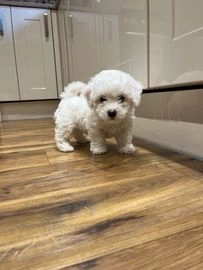 Poochon dogs for sale in Tenbury Wells Business Park, Tenbury Wells - Advert 4