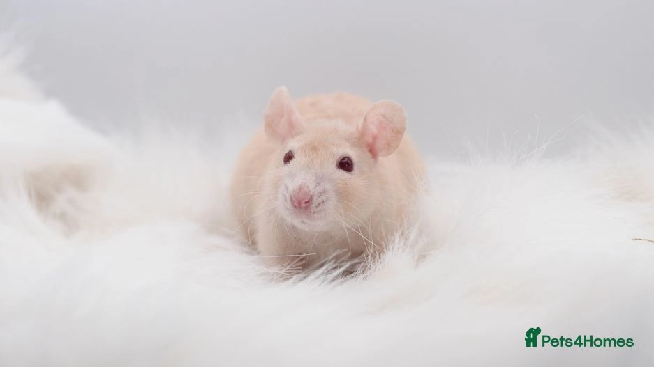 Wonderful Rat Kits Available 🐀 | Princes Risborough | Pets4Homes