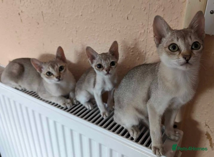 Singapura cats for sale: Rare Singapura Kittens - in Longcot, Faringdon - Image 1