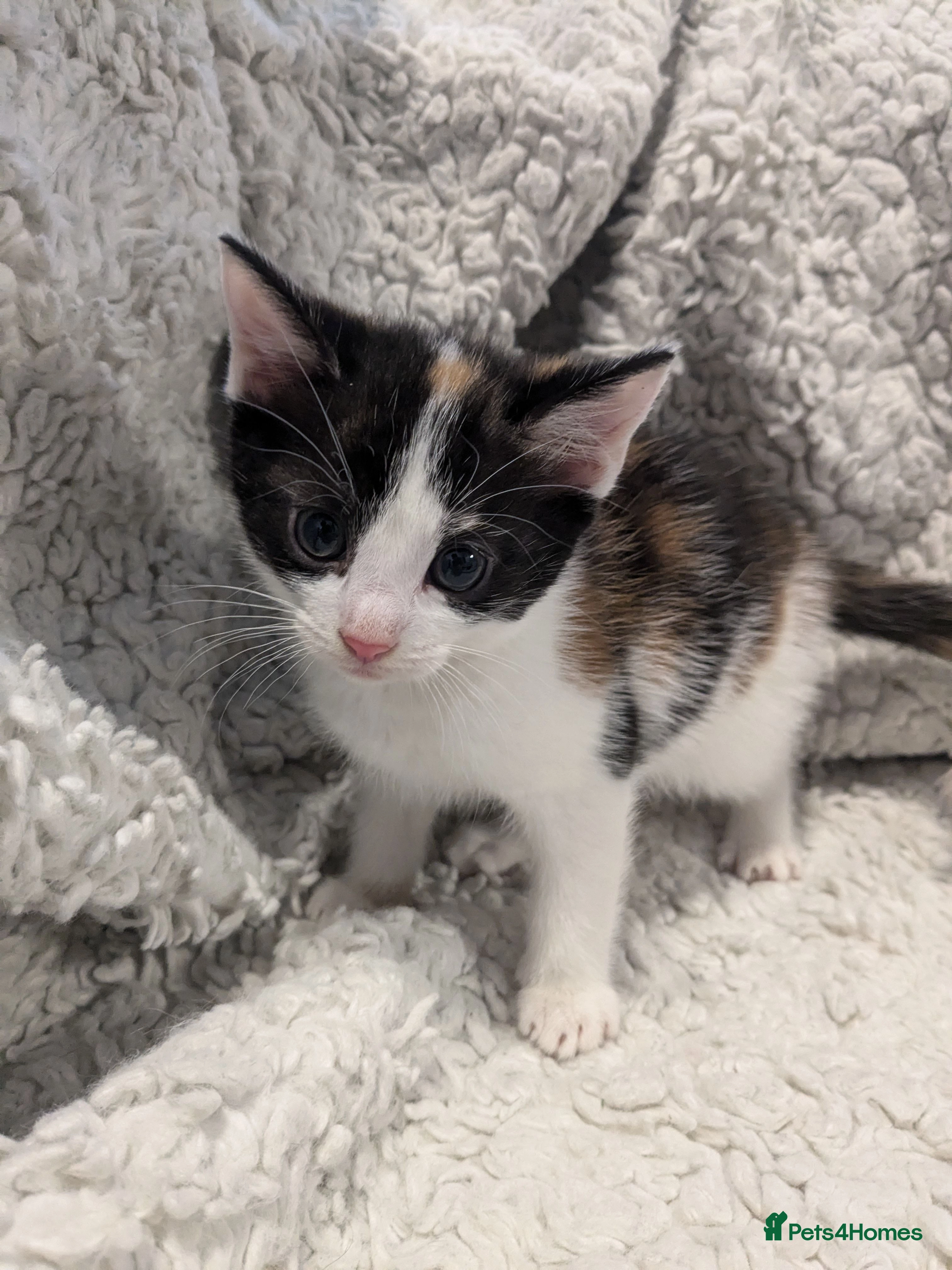 Resting Calico top Cat Stock Photo, حجم الصورة 3024x4032