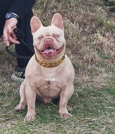 French Bulldog dogs for sale in Hem Heath, Stoke-on-Trent - Advert 13