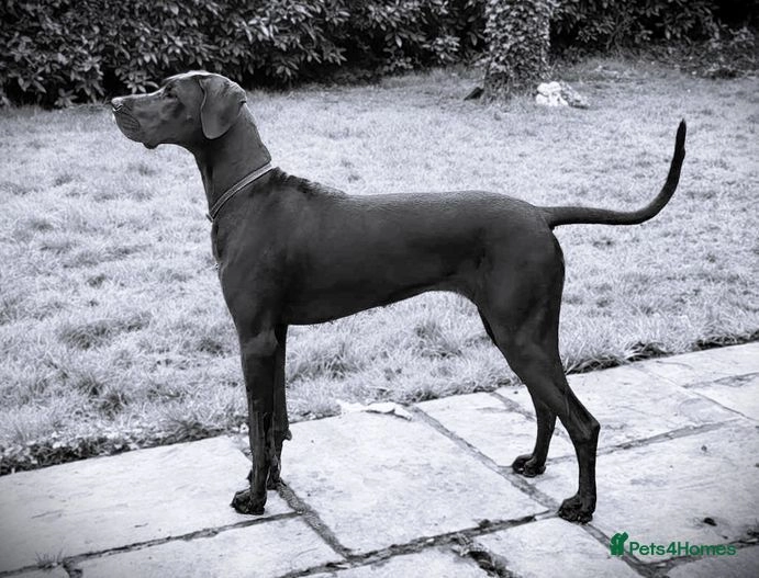 *AMAZING OPPORTUNITY FINAL PUPPY* for sale in Welwyn Pets4Homes