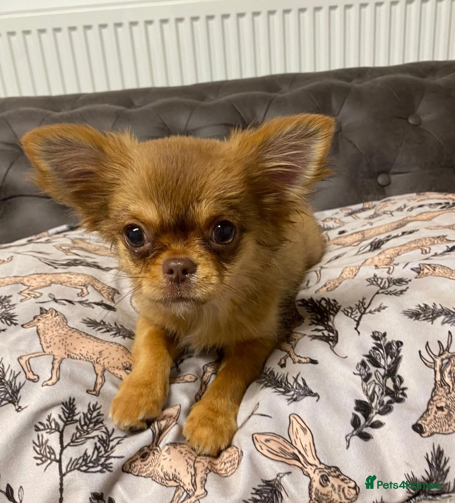 Chocolate and tan Chihuahua puppies for sale Pets4Homes