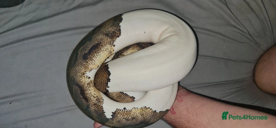 Adult Pied royal python female for sale in Crawley | Pets4Homes