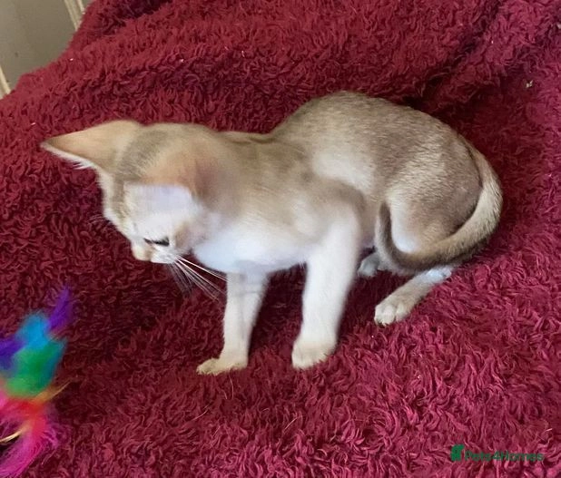 Singapura cats for sale: Rare Singapura Kittens - in Longcot, Faringdon - Image 9