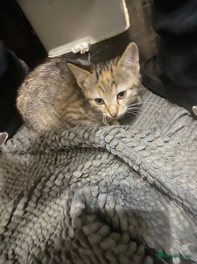 Cute adorable kittens for sale in Oldham | Pets4Homes