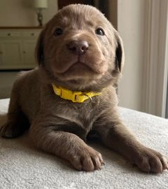 Labrador puppies for hot sale sale east midlands