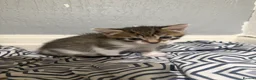 Mixed Breed cats for sale: Baby kittens  in Wigan - Advert 5