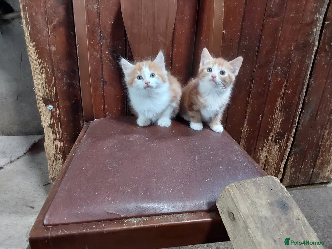 Mixed Breed cats for sale: Beautiful kittens for sale - Image 9