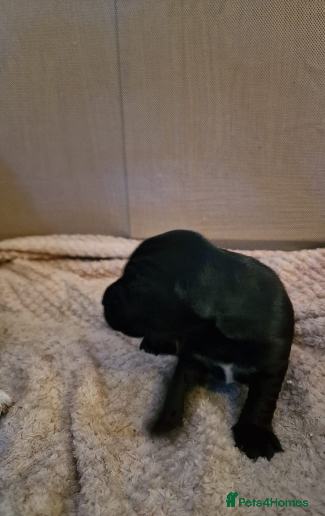 Patterjack dogs for sale: Stunning litter of puppies for sale  - Advert 2