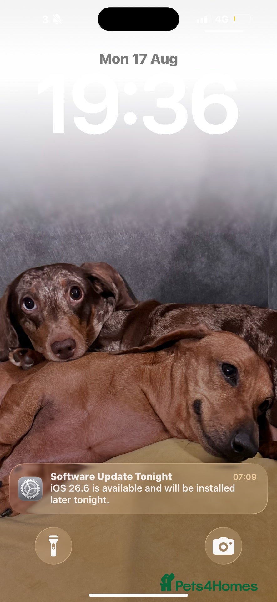 Miniature Dachshund dogs Two miniature dachshunds looking for a new home - Advert 1