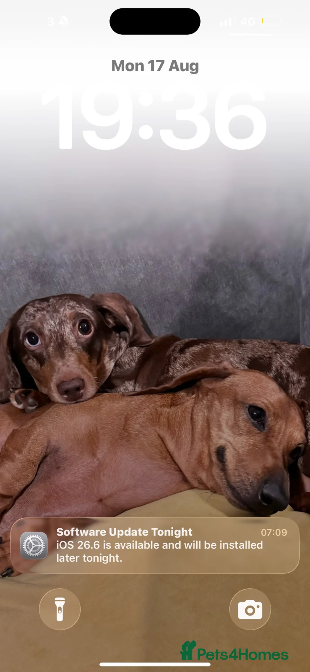 Miniature Dachshund dogs for sale: Two miniature dachshunds looking for a new home in Brighton - Advert 1