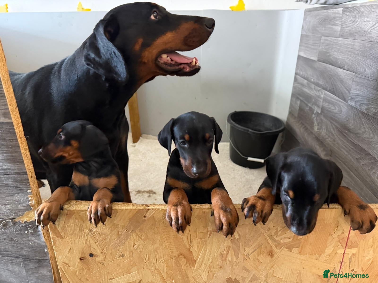 Dobermann dogs Full pedigree Doberman puppy for sale  - Advert 5
