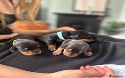 Dachshund dogs for sale: Mini dachshunds - 1 girl available - Image 14