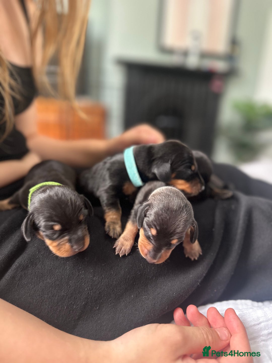 Dachshund dogs for sale: Mini dachshunds - 1 girl available - Image 14