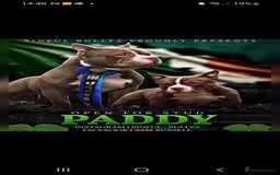 American Bully dogs for sale: Lovely pocket bully pup - Advert 1