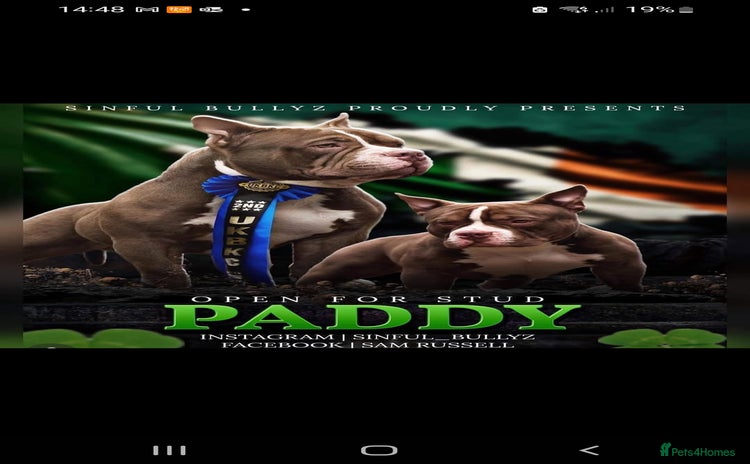 American Bully dogs Lovely pocket bully pup - Advert 1