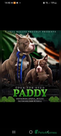 American Bully dogs Lovely pocket bully pup - Advert 4
