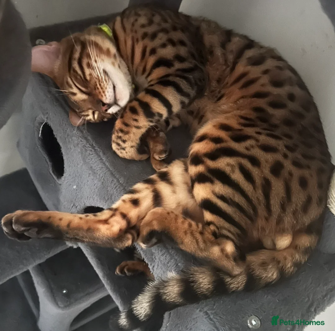 Bengal cats for sale: 2 pure bengals bond pair for sale  - Advert 2